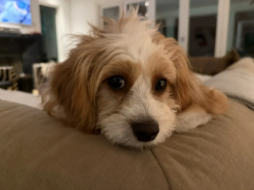 Dolly