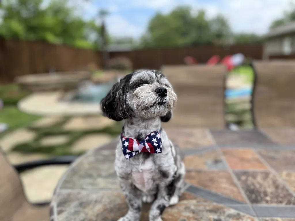 Stormey, a gray merle dog in a stars-and-stripes bow tie