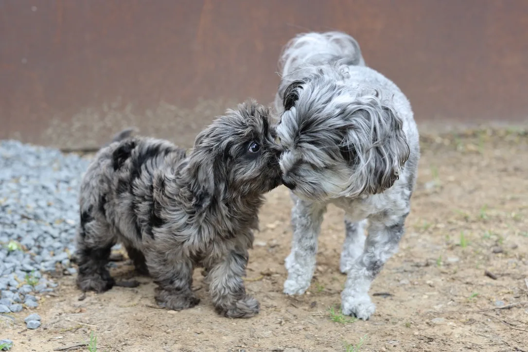 Stormey and Mistey nose to nose